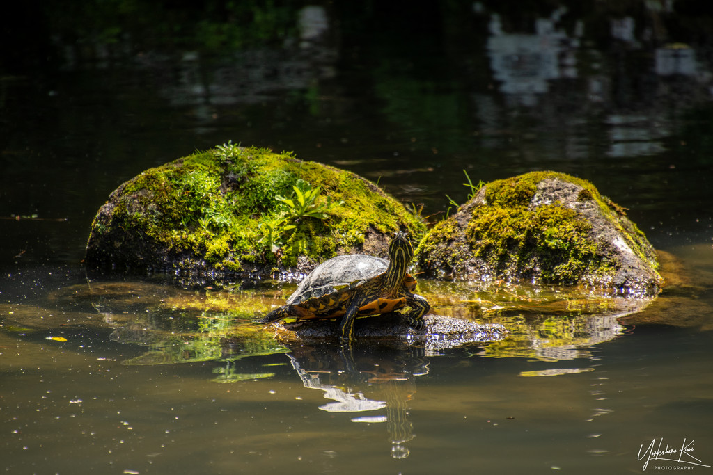 Red Eared Slider Turtle by yorkshirekiwi