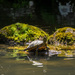 Red Eared Slider Turtle by yorkshirekiwi