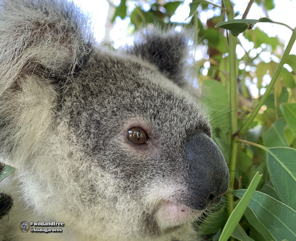 Krissy test results by koalagardens