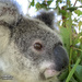 Krissy test results by koalagardens