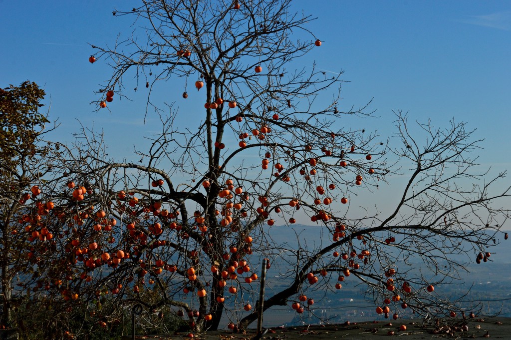 A peculiar Christmas tree. Persimmon, in fact by caterina