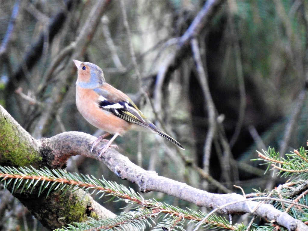 The Return of the Chaffinch  by susiemc