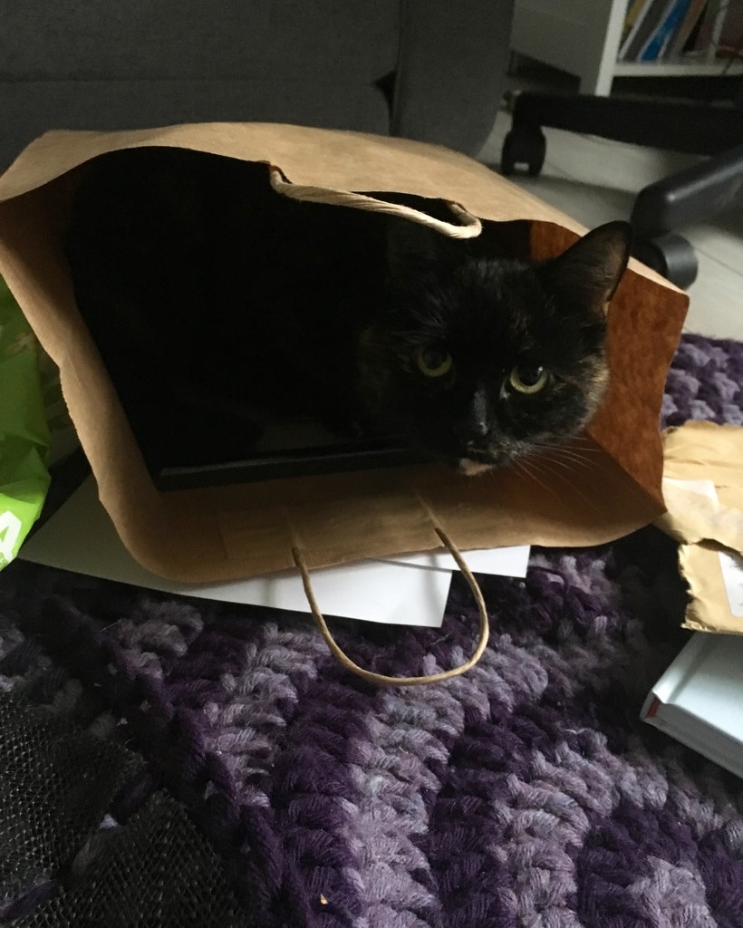 Cat In The Bag by naomi