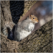 5th Dec 2018 - squirrel out my window