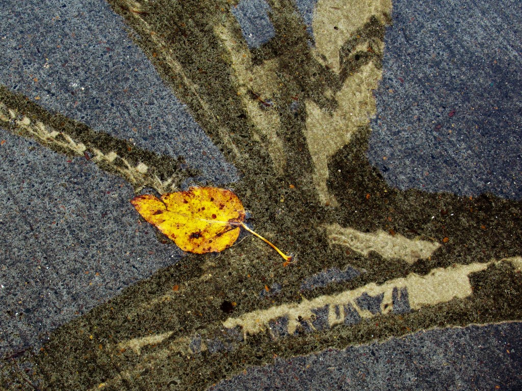 Lonely Leaf by granagringa