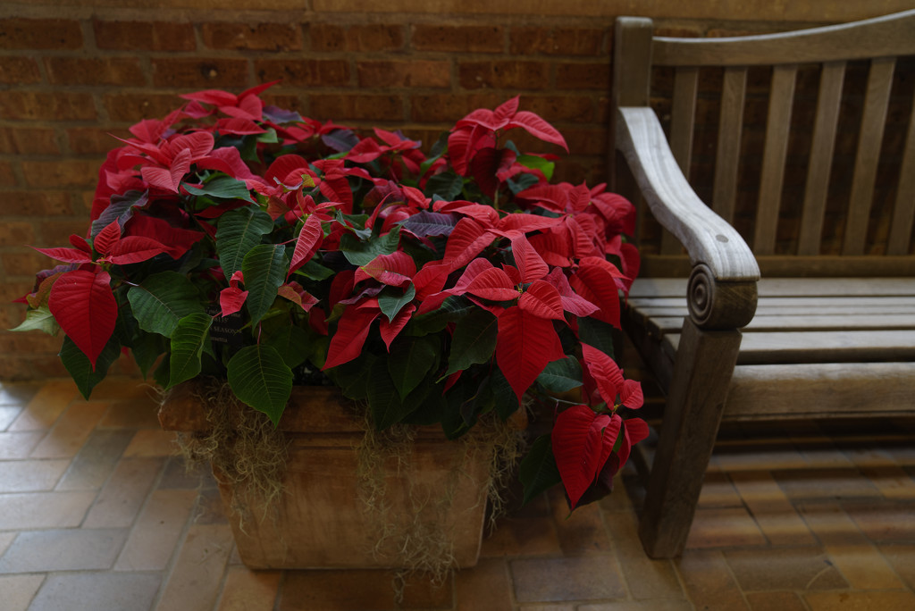 poinsettia and bench by rminer