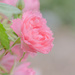 rose by ulla