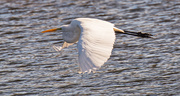 5th Dec 2018 - Egret Fly By!