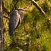 Blue Heron, Took to the Trees! by rickster549