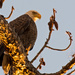 The Bald Eagle Checking Me Out! by rickster549