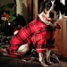Looking Good In My Flannel Pajamas  by jo38