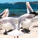 Pelicans at Salamander Bay by susiangelgirl