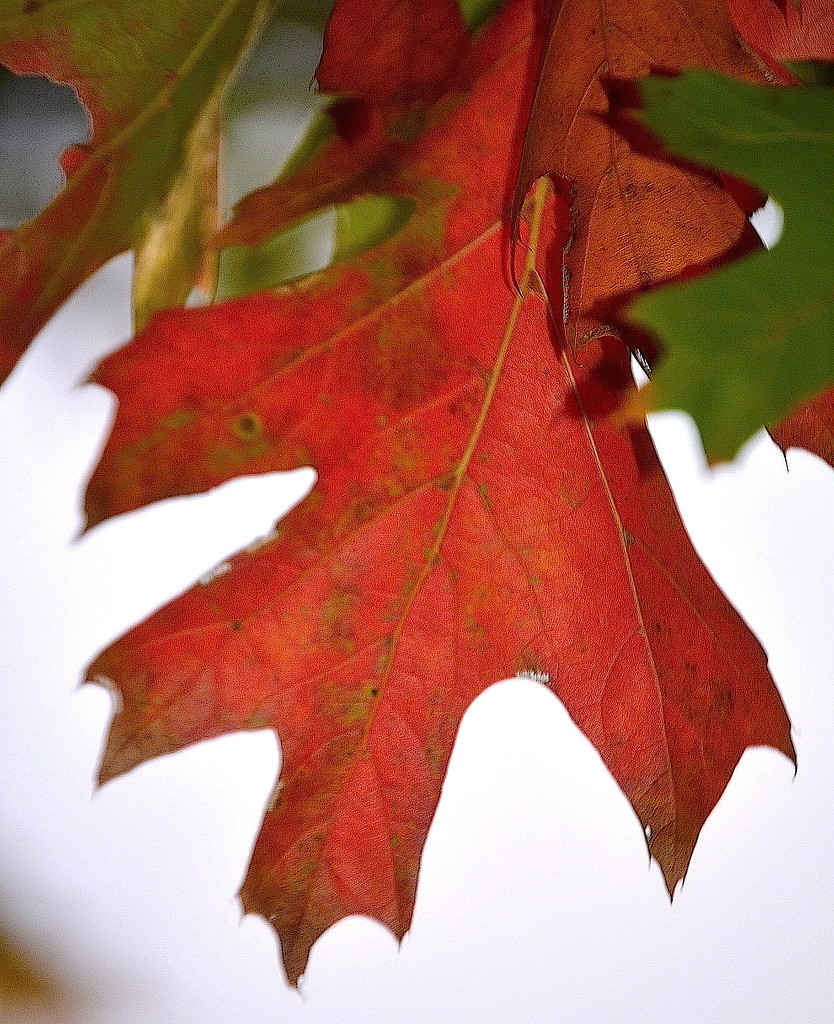 Swamp maple leaf  by congaree