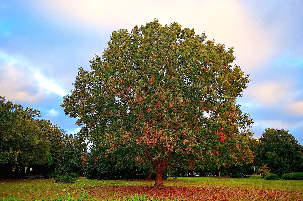 Autumn oak tree by congaree