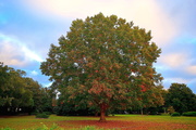 6th Dec 2018 - Autumn oak tree