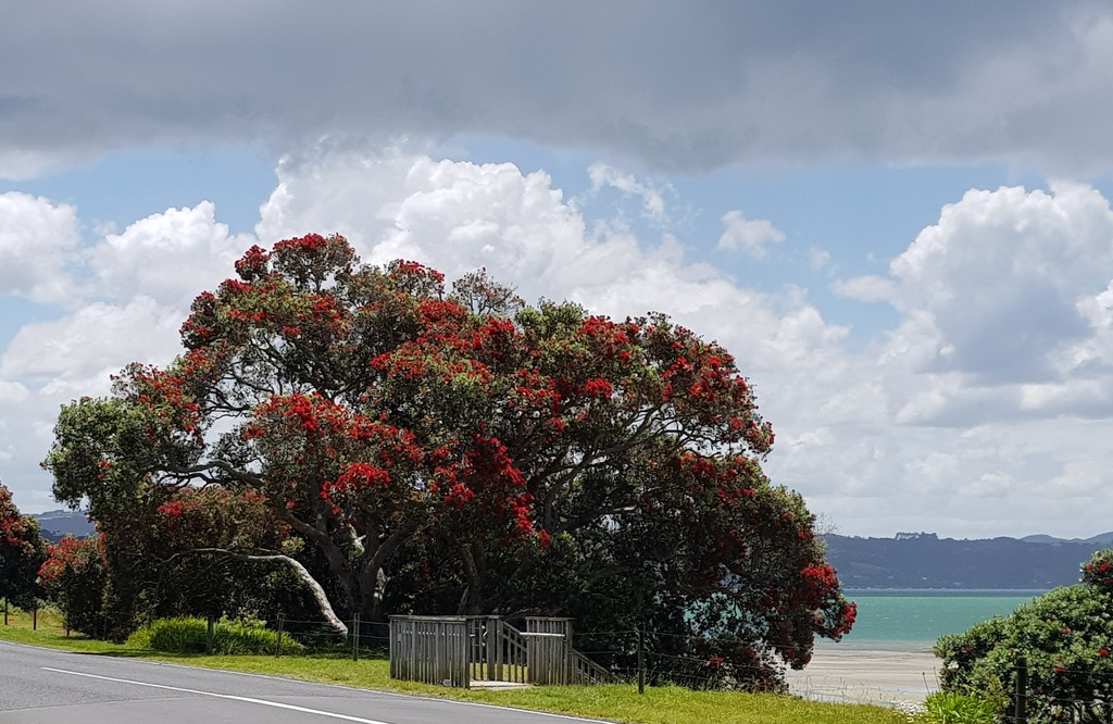 NZ Xmas tree by rustymonkey