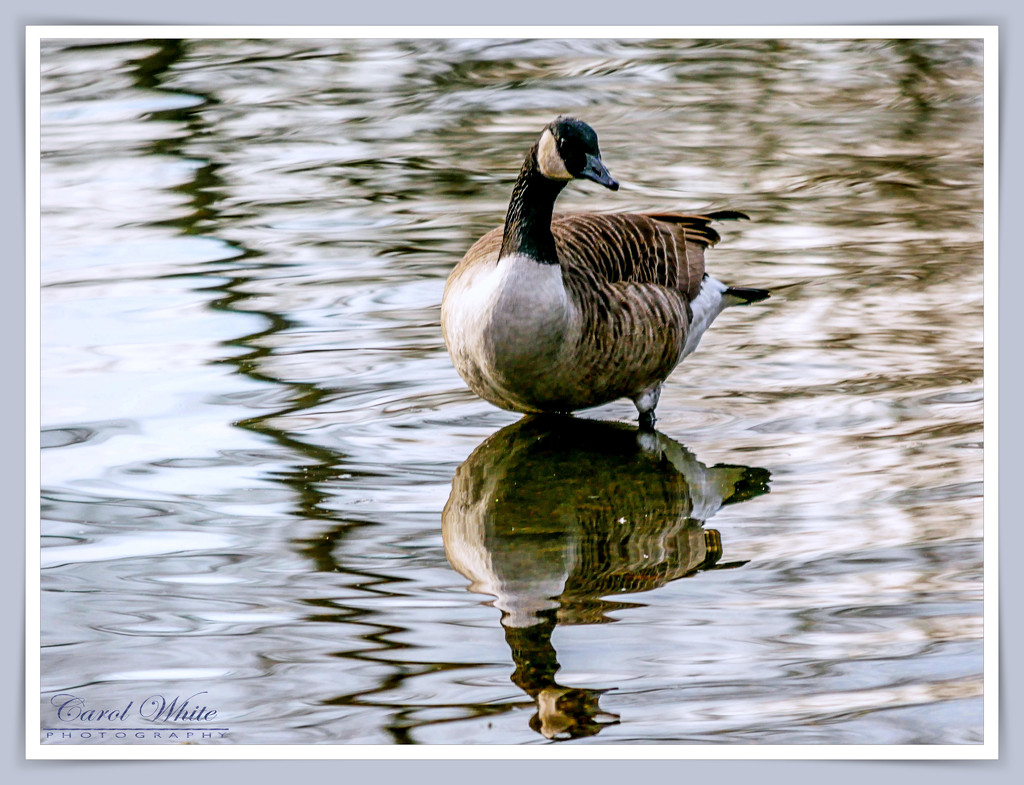 Canada Goose by carolmw