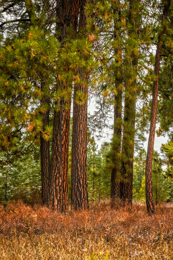 Ponderosa Pine Forest by 365karly1