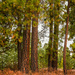 Ponderosa Pine Forest by 365karly1