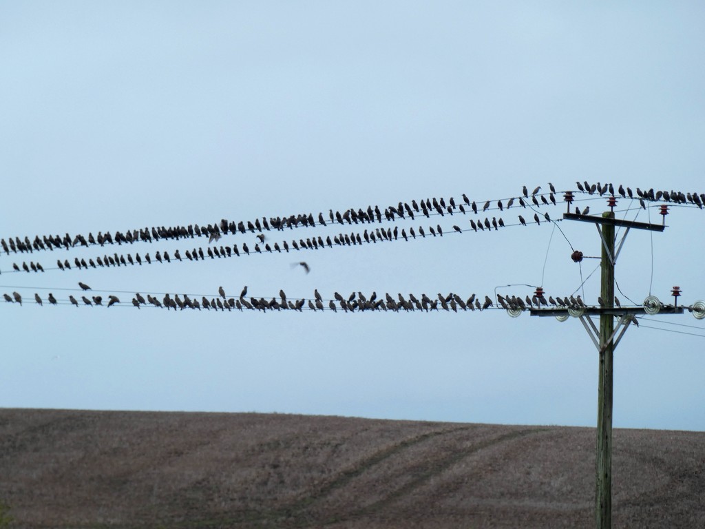Birds on the wires by julienne1
