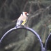 Pretty Goldfinch by susiemc