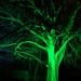 Green trees. by 365projectdrewpdavies