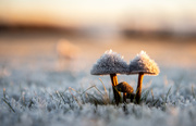 6th Dec 2018 - Frozen Mushrooms