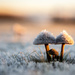 Frozen Mushrooms by kwind