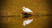 6th Dec 2018 - Egret, Shadow and Reflection!