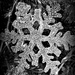 Snowflake Ornament On My Christmas Tree  by jo38