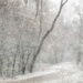 November Snow by lynnz