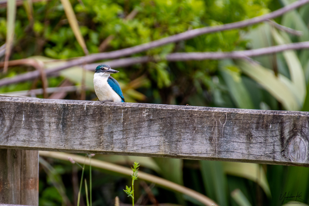 Kingfisher by yorkshirekiwi