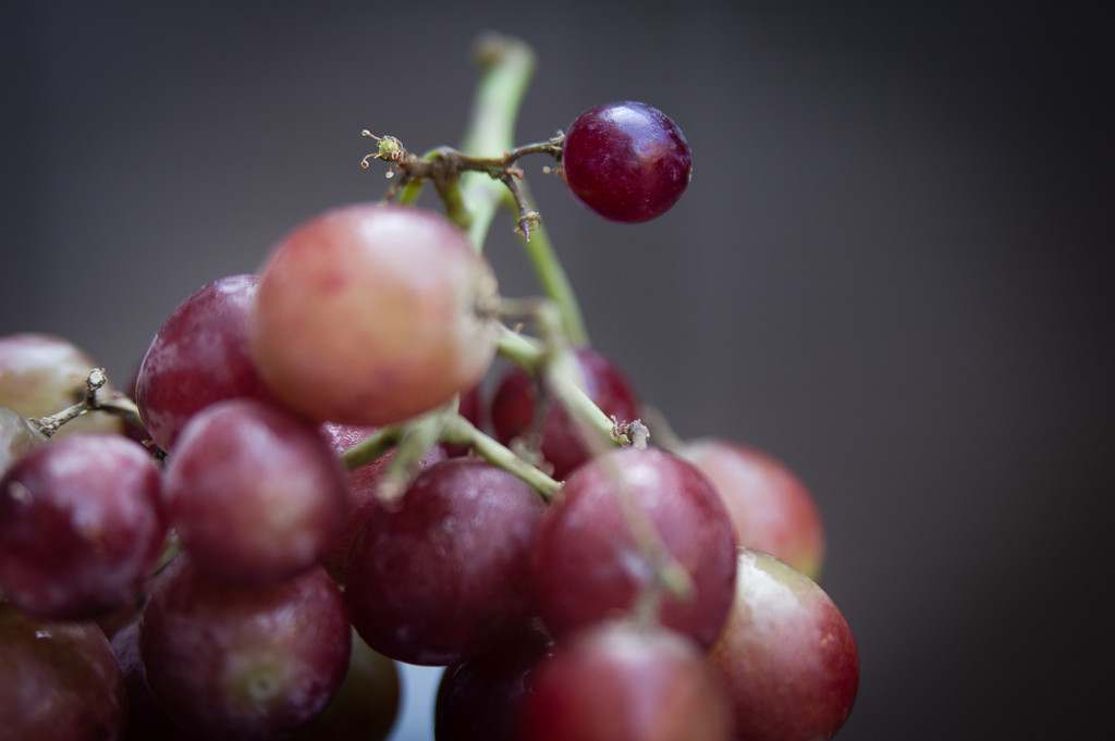 (Day 134) - Young Grape by cjphoto