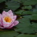 Water Lily by kgolab