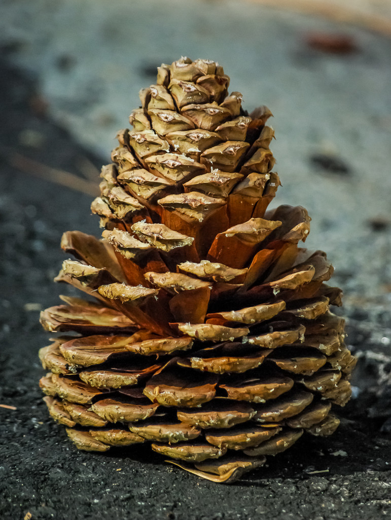 (Day 146) - Pinecone Power by cjphoto