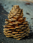 9th Jul 2018 - (Day 146) - Pinecone Power