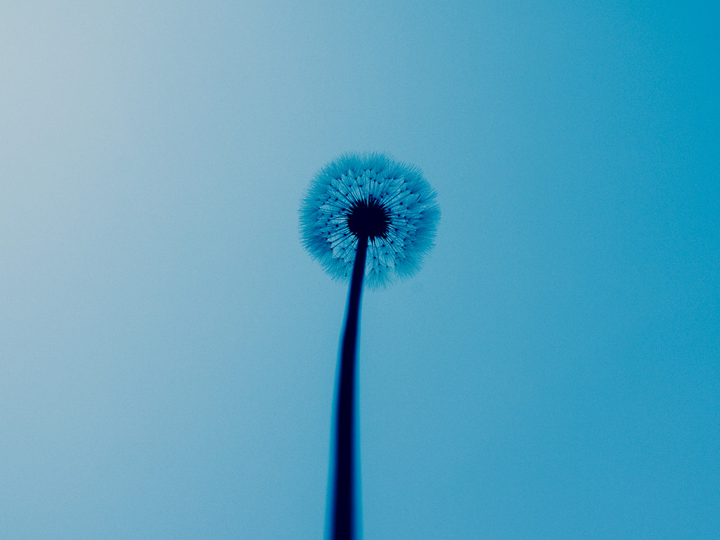 (Day 156) - Towering Dandelion by cjphoto