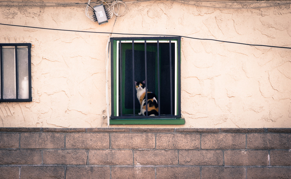 (Day 166) - Window Watcher by cjphoto