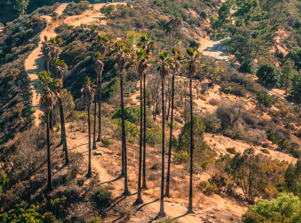 (Day 192) - Above the Palms by cjphoto