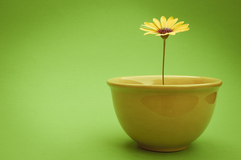 (Day 201) - Flower Bowl by cjphoto
