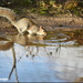 Thirsty squirrel by rosiekind