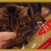 Look Who Wants An Advent Chocolate! by 30pics4jackiesdiamond