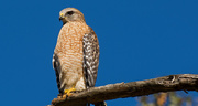 7th Dec 2018 - One Red Shouldered Hawk!