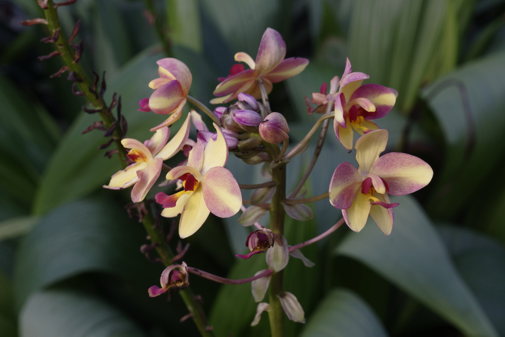 palm room orchids by rminer