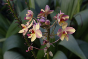 7th Dec 2018 - palm room orchids