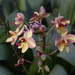 palm room orchids by rminer
