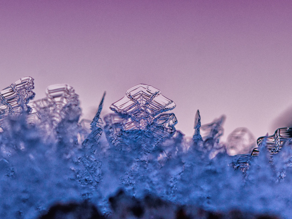 frost crystal by aecasey