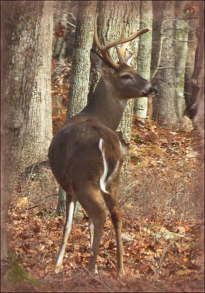 A Buck in the Woods by olivetreeann