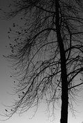 5th Dec 2018 - Tree - black & white