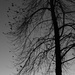 Tree - black & white by granagringa